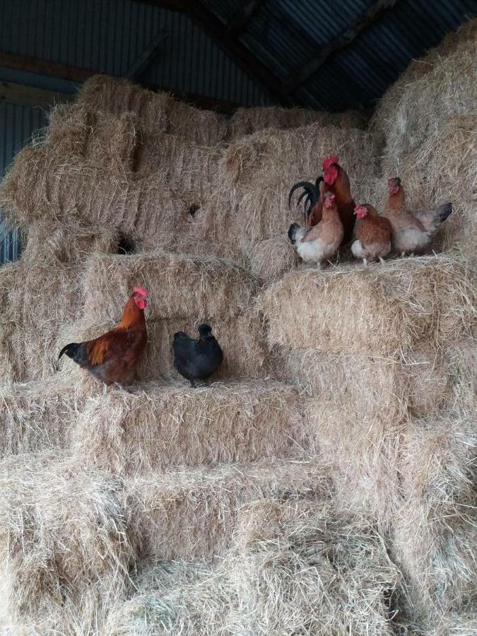 Conwy Pen Cefn Farm Holiday Abergele Exterior foto