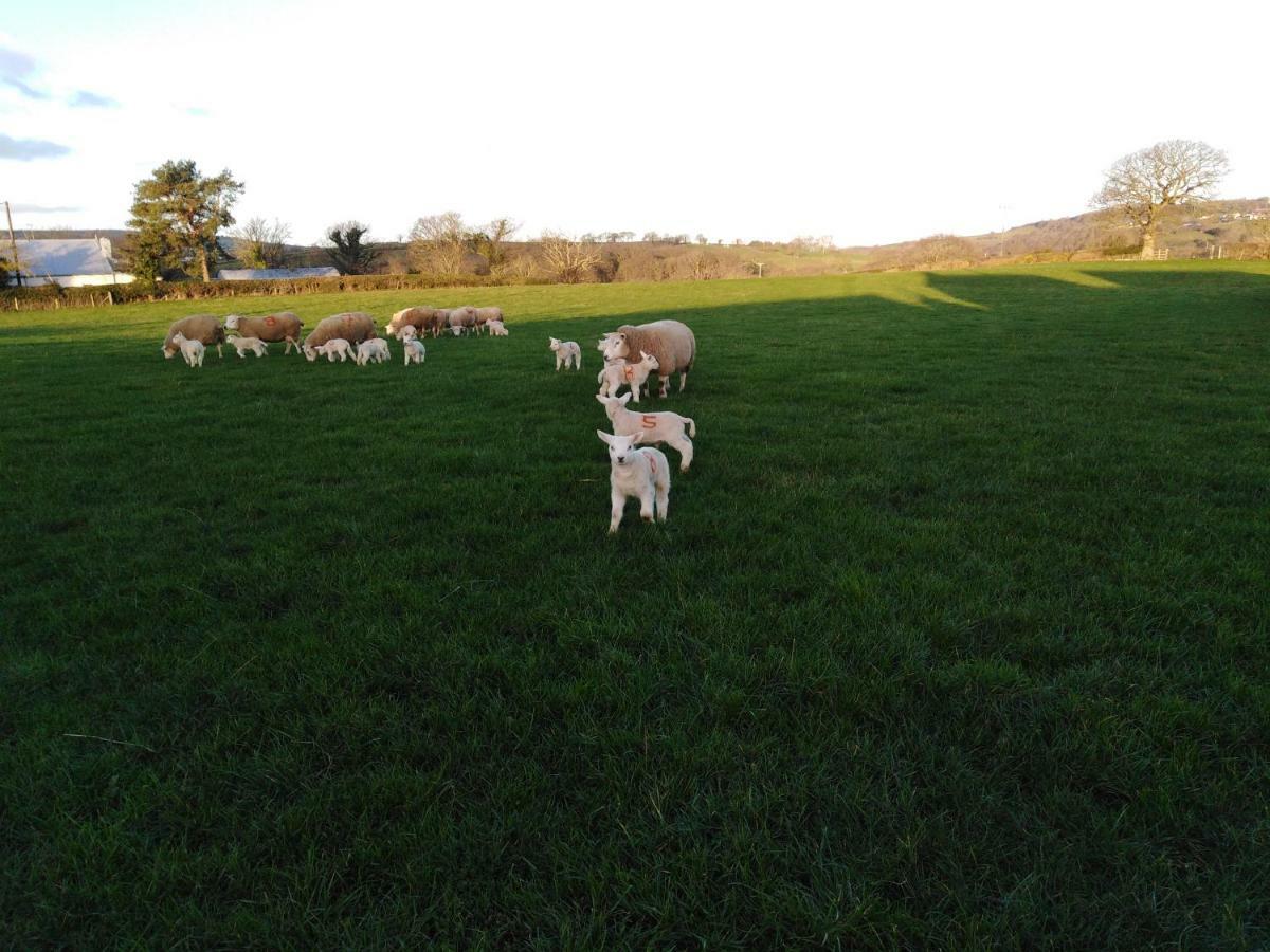 Conwy Pen Cefn Farm Holiday Abergele Exterior foto